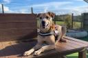 'Handsome' Labrador cross looking for forever home this Valentine's Day