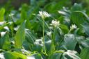 Foragers in Marlborough have been urged to stop picking wild garlic immediately