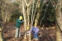 Free training courses in woodland management