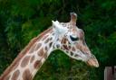 A giraffe at Longleat Safari Park, near Warminster. Getty Images