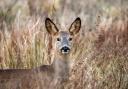 A roe deer. Picture Getty Images