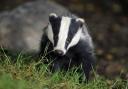 One third of badgers have been wiped out by the controversial Government cull.