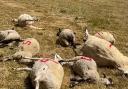 Sheep were killed in a field in Wiltshire