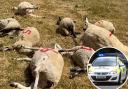 17-year-old boy arrested after several sheep are killed in north Dorset