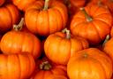 With Halloween on the horizon, here are some of the best places near Salisbury to pick your own pumpkins in 2022 (Canva)