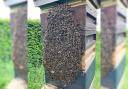 Bee-ware! Swarms of thousands of bees to descend on Dorset