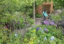 Horatio's Garden wins prestigious awards at RHS Chelsea Flower Show