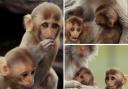 New monkey twins have born at Longleat
