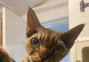 A Devon Rex cat, named Crinkle by the team at Endell Pet Vets, was found last week in the Milton Road area. The search continues for his owner.