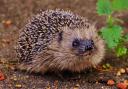 Hedgehog's at risk of extinction