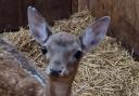 The Wiltshire Wildlife Hospital said the young deer is doing well after being found on the roadside beside her dead mother.