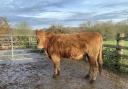 This cow was stolen from a farm in East Knoyle.