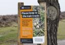 Forestry England has closed nine New Forest car parks and created no-go areas for walkers in a bid to protect ground-nesting birds