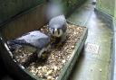 The peregrine falcons occupying the Salisbury Cathedral nestbox this year are continuing their courtship rituals, including the practice of bowing to each other in the nestbox.