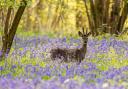 Top 5 best bluebell woods near Salisbury for a beautiful country walk