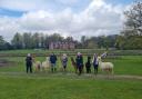 Carol and her husband Simon have made a alpaca walking business in Burley
