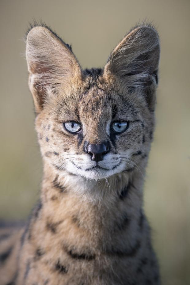 Salisbury Journal: The Inquisitive Blue-Eyed Serval.  Recorded by Felix Rome
