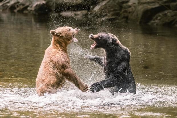 Salisbury Journal: Grizzly Bears in Canada.  Felix Rom Photography