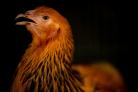 Birds and poultry must be kept indoors from Monday under strict new measures to control the spread of bird flu. Credit: PA