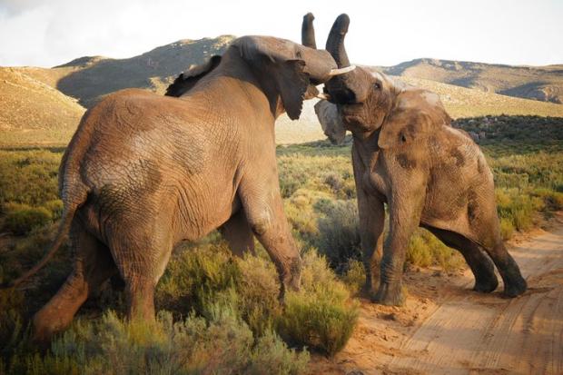 Salisbury Journal: Elephants at the Big Five Safari experience. Credit: TripAdvisor