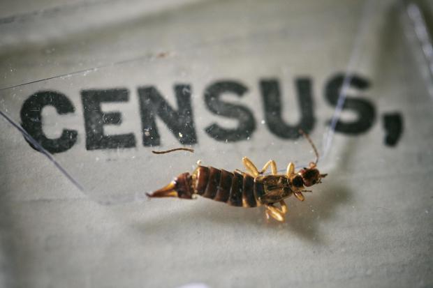 Salisbury Journal: An insect, which died at some point in the last 100 years, being removed from the pages of the 1921 Census at the Office for National Statistics (ONS) near Southampton. Photo via PA.