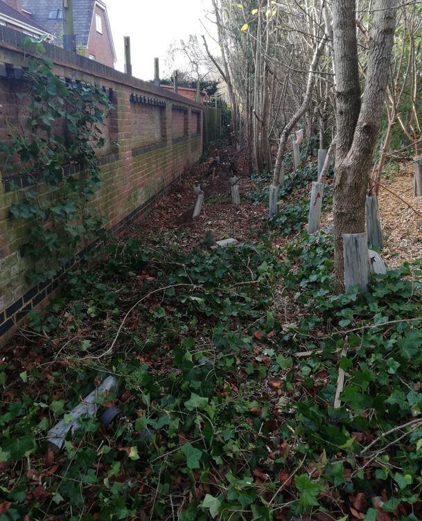 Resident raises concerns after trees chopped down in Bishopdown