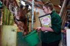 A keeper feeds a Giraffe as they are counted during the annual stocktake at Marwell zoo in Winchester. Picture date: Tuesday January 25, 2022. PA Photo. Required as part of the zoo's licence, the annual stocktake includes every animal, with all other