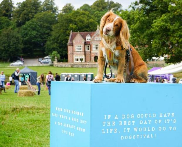 Salisbury Journal: Dogstival is moving from the New Forest to Romsey.