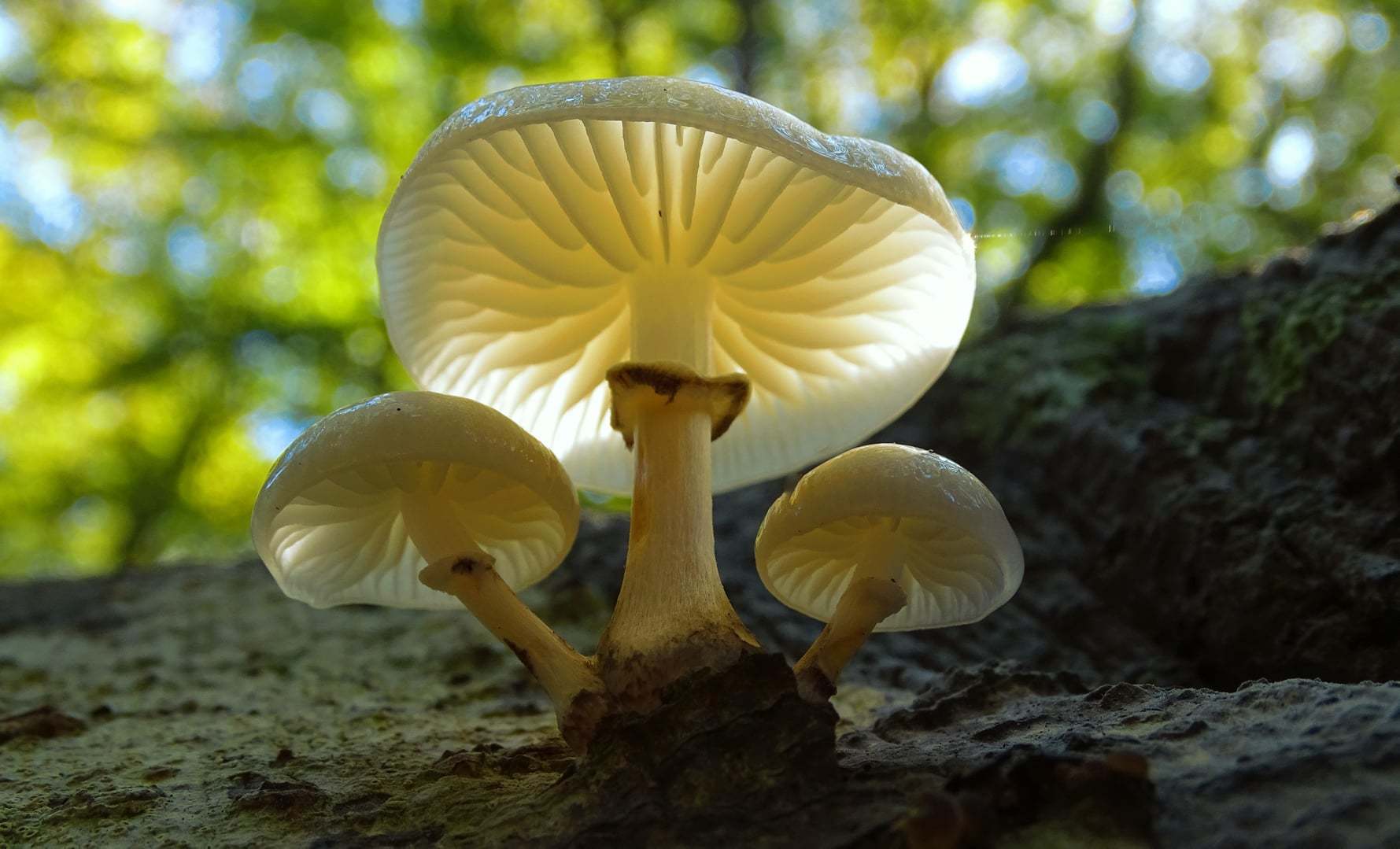 Second place: Porcelain fungi in the New Forest at Bramshaw wood By Peter Norton