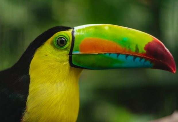 Salisbury Journal: Volunteer Program at Wildlife Rescue Centre in Costa Rica. Credit: Tripadvisor