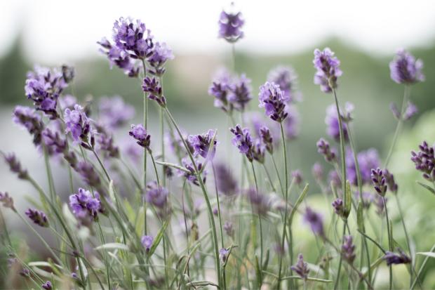 Salisbury Journal: Lavender field. Credit: Canva
