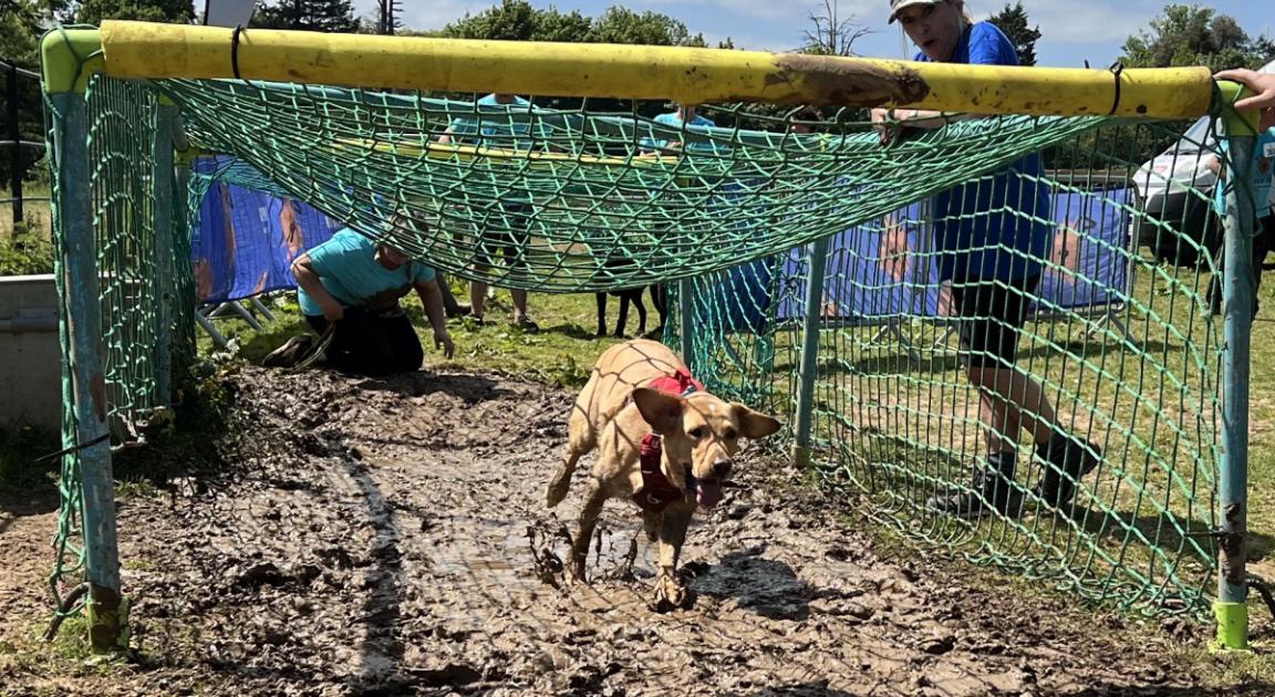 Battersea Muddy Dog Challenge at Breamore House in pictures 