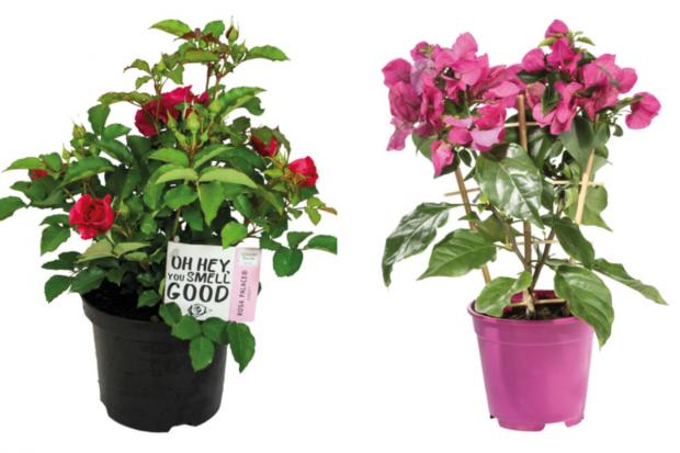Salisbury Journal: (left) Garden Rose and (right) Bougainvillea (Lidl/Canva)