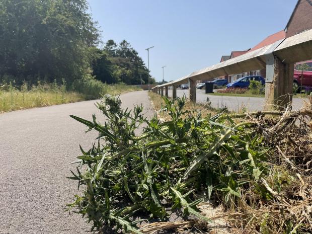 Salisbury Journal: A large thistle lays on the pathway adjacent to Ivie Place. 