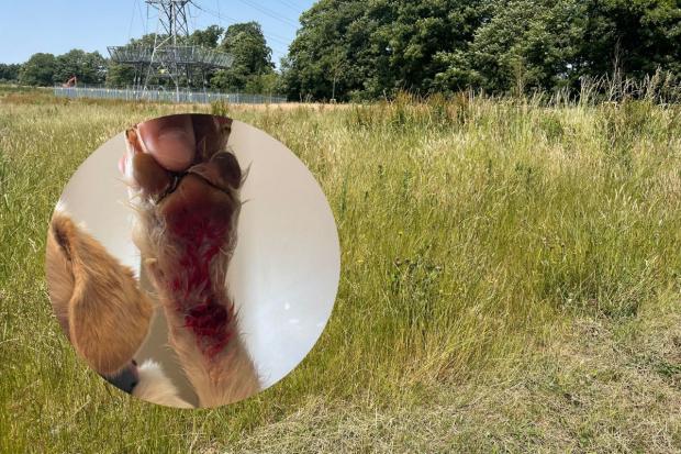 Salisbury Journal: Demi Rose's dog was injured when walking through the long, uncut grass of the phase three playing fields