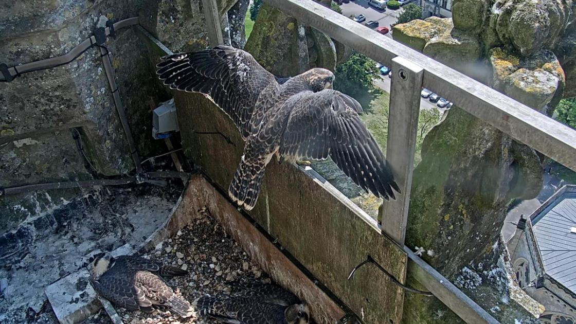 First Salisbury Cathedral peregrine falcon chick fledges