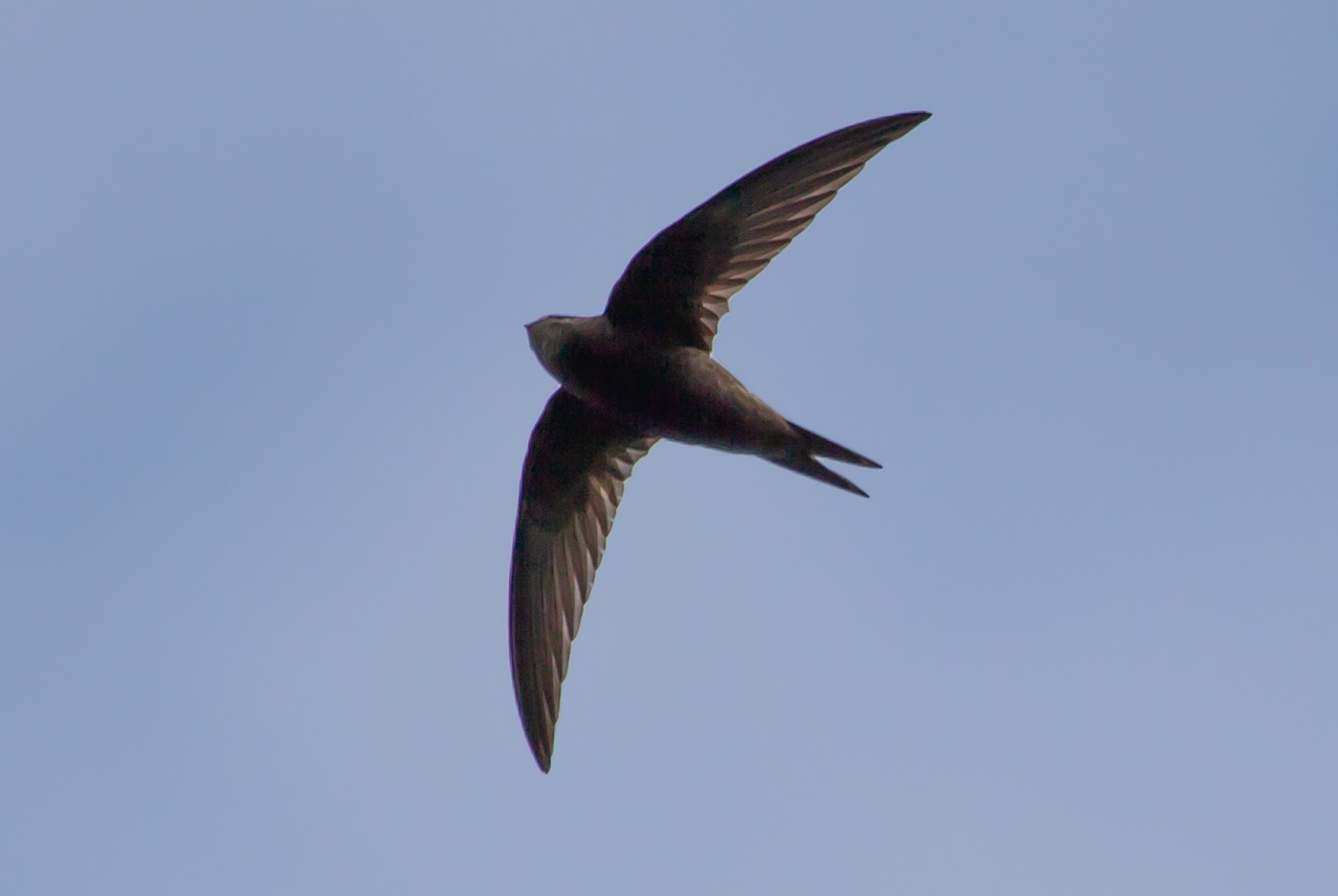 Salisbury and Wilton Swifts concert to protect the declining species - Vimarsana News