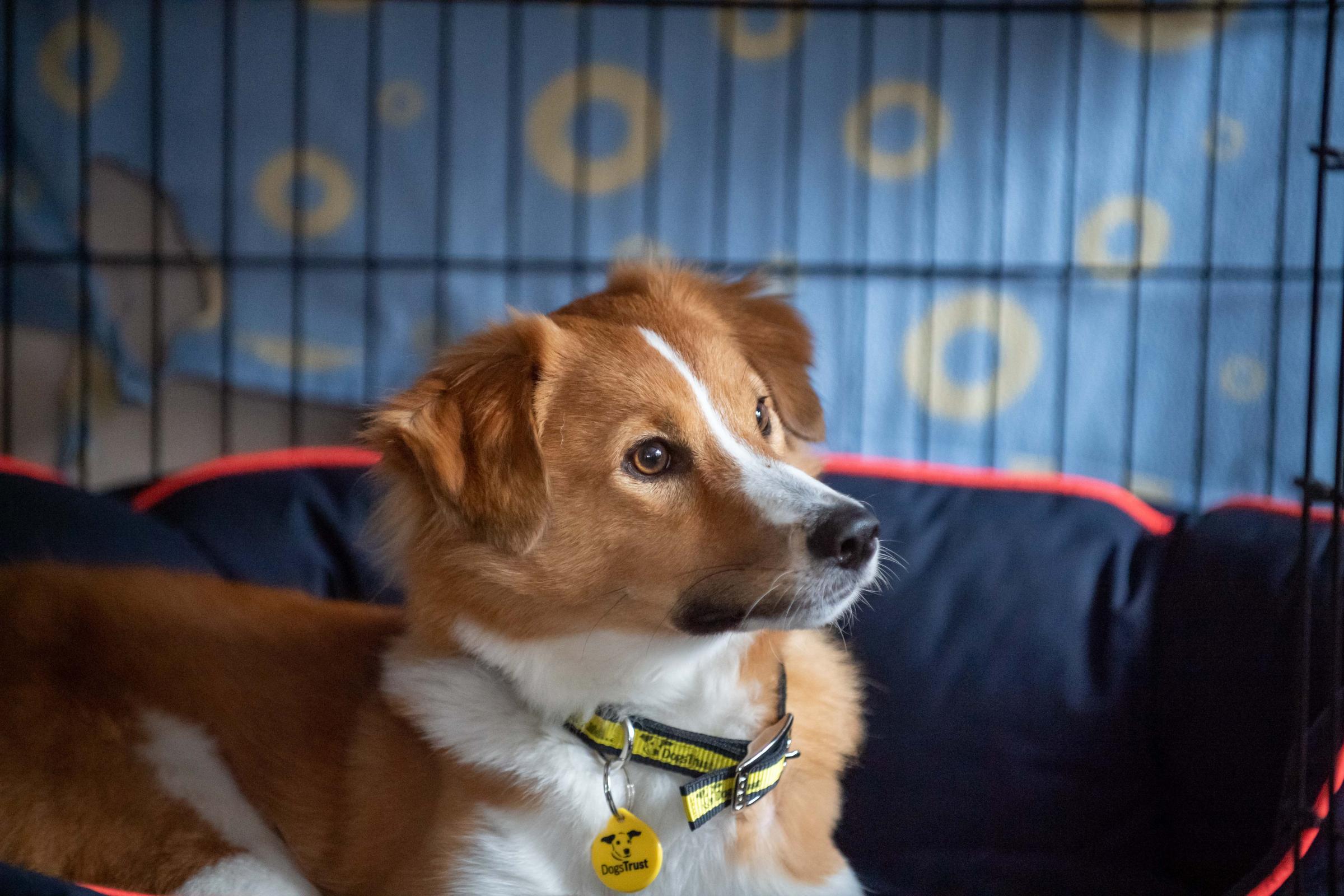 Dogs Trust Salisbury issues advice for New Year's fireworks - Vimarsana News