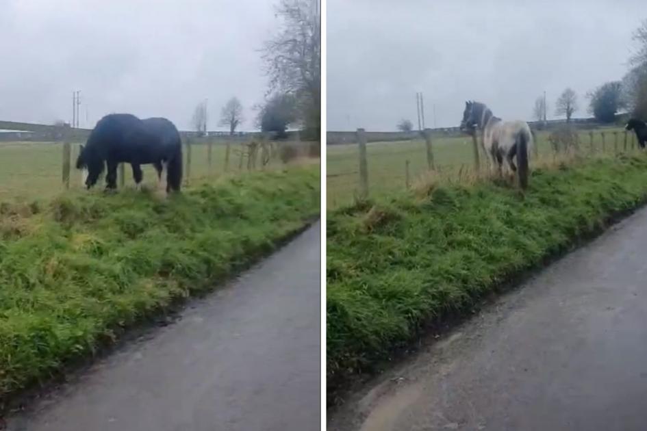Horses loose on Lower Road near Britford 