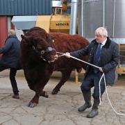 A bull bumps into a plain clothes police officer (left) while being walked by Prime Minister Boris Johnson during his visit to Darnford Farm in Banchory near Aberdeen to coincide with the publication of Lord Bew's review and an announcement of extra