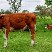 The National Farmers Union has issued advice on coming across cattle in the countryside.