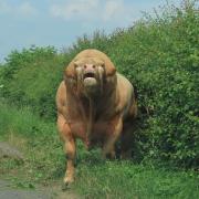 The escaped bull in the road at Castle Eaton Picture: Tina O'Neill