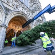 Salisbury Cathedral Christmas Tree by Spencer Mulholland