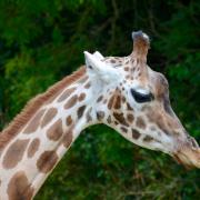 A giraffe at Longleat Safari Park, near Warminster. Getty Images