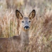 A roe deer. Picture Getty Images