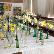 Daffodil entries at Damerham and District Horticultural Society's spring show Picture Peter Allen