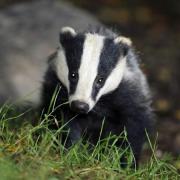 One third of badgers have been wiped out by the controversial Government cull.