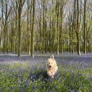 Bluebell Love - By Emily Dovey
