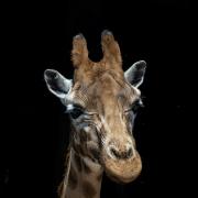 Matilda the giraffe, photo: Marwell/Jason Brown