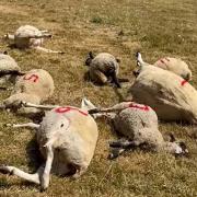 Sheep were killed in a field in Wiltshire